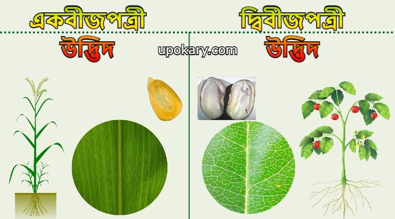 Monocotyledon