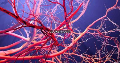 blood vessel