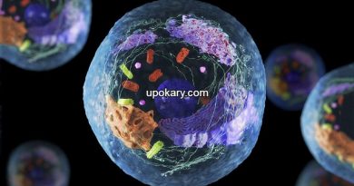 cell