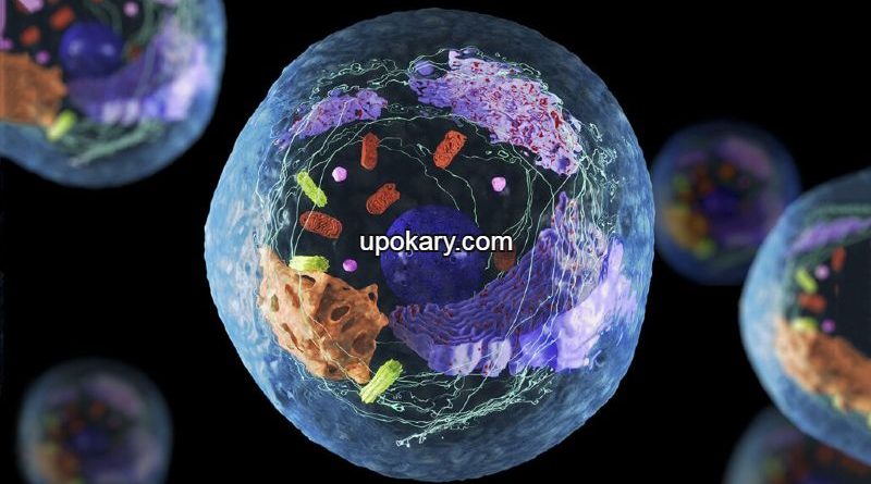 cell