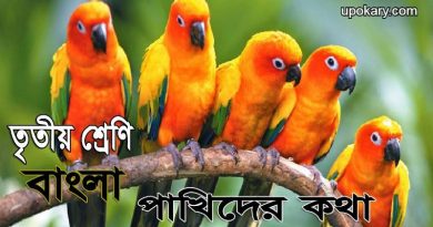 birds