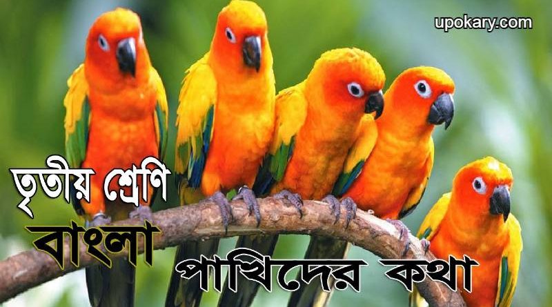 birds