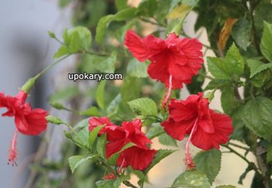 hibiscus red