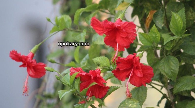 hibiscus red