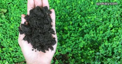 green_manure