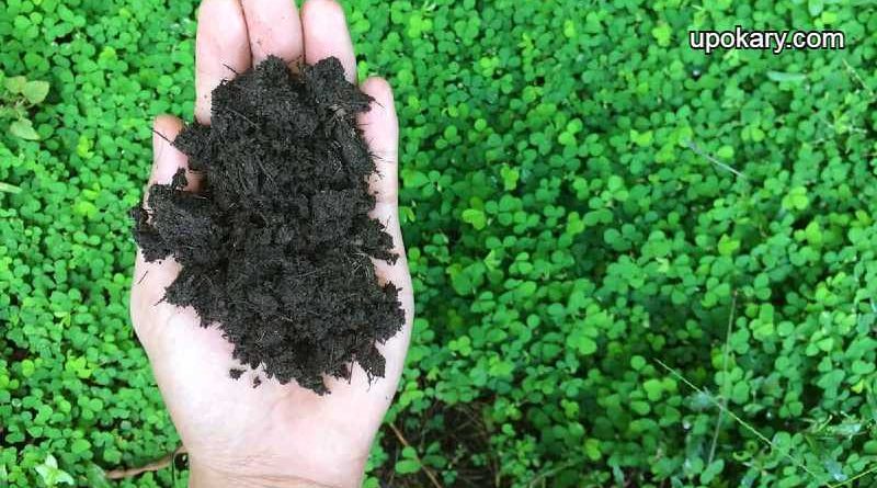 green_manure