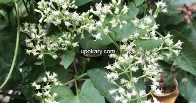 Mikania_micrantha