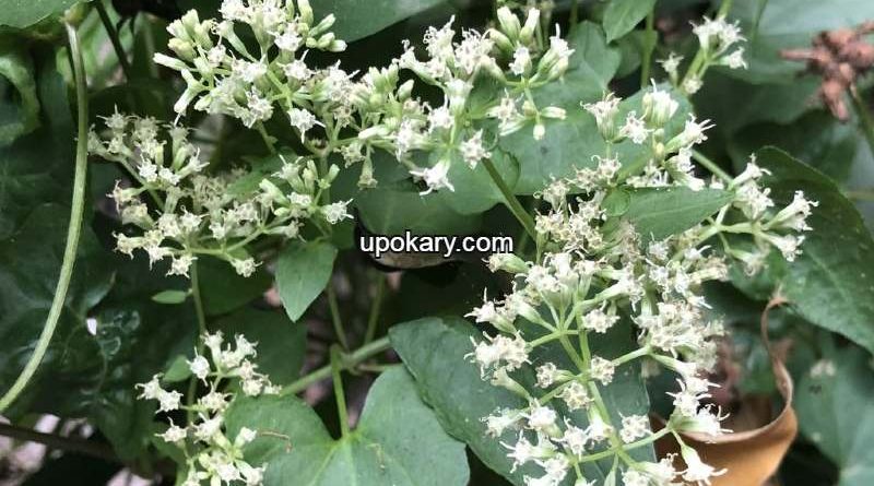 Mikania_micrantha